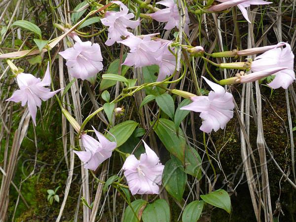 Pink Gentian Vine